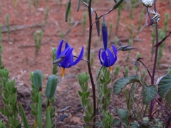 Conanthera bifolia