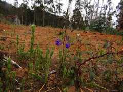Conanthera bifolia