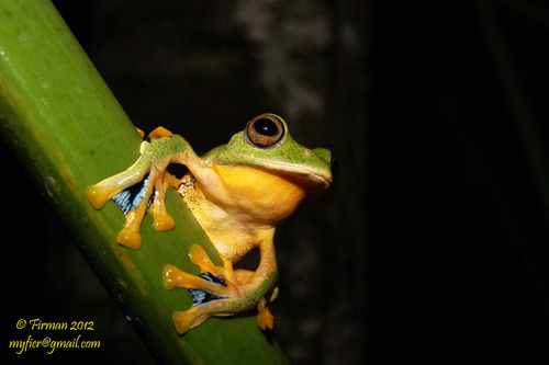 Rhacophorus reinwardtii