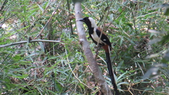 Dendrocitta leucogastra