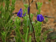 Conanthera bifolia