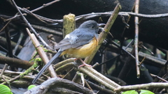 Copsychus malabaricus