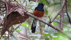 Copsychus malabaricus