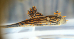Polycera atra