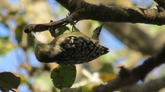 Leiopicus mahrattensis