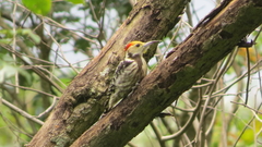 Leiopicus mahrattensis