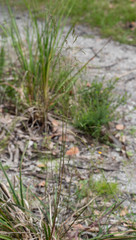 Poa meionectes