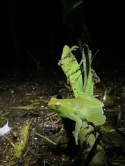 Sphaenorhynchus lacteus