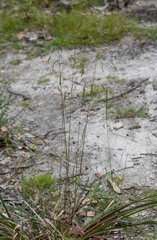 Poa meionectes