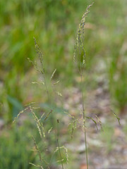Poa meionectes