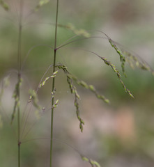 Poa meionectes