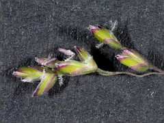 Poa meionectes