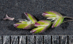 Poa meionectes