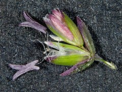Poa meionectes