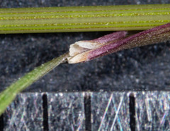 Poa meionectes