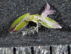 Poa meionectes
