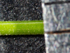 Poa meionectes