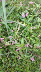 Persicaria longiseta