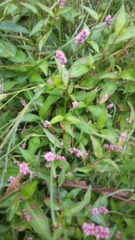 Persicaria longiseta