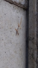 Hemidactylus platyurus