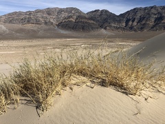 Swallenia alexandrae