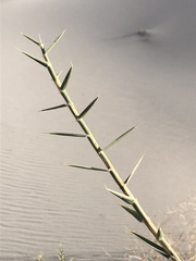 Swallenia alexandrae