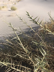 Swallenia alexandrae