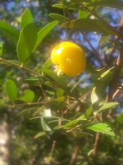 Eugenia pyriformis