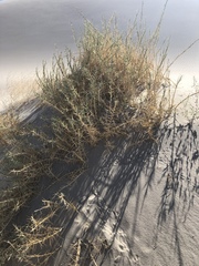 Swallenia alexandrae