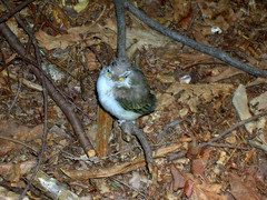 Vireo griseus