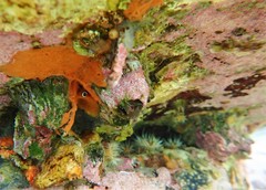 Parablennius intermedius