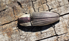 Chalcolepidius limbatus