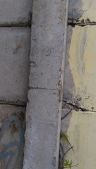 Hemidactylus platyurus