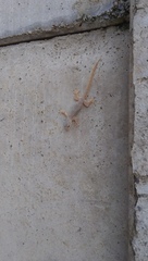 Hemidactylus platyurus