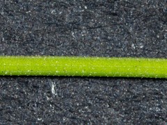 Poa meionectes