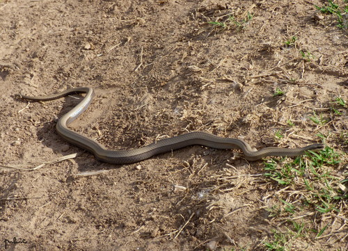Wide Ground Snake, Psomophis obtusus