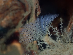 Bispira polyomma