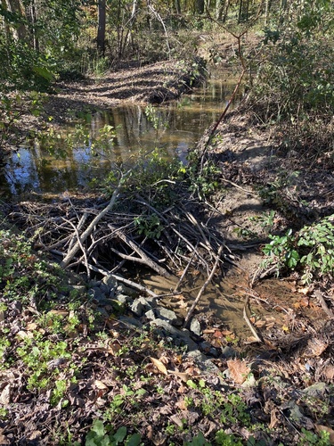 American Beaver photographed in North Carolina