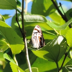 Dynamine postverta postverta