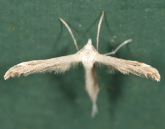 Lioptilodes albistriolatus