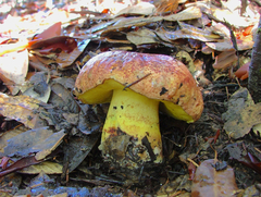 Butyriboletus autumniregius