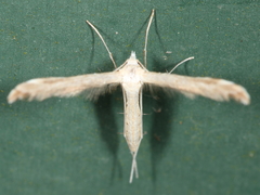 Lioptilodes albistriolatus