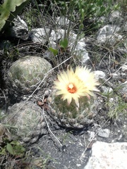 Coryphantha