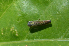 Cicadellidae