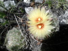 Coryphantha