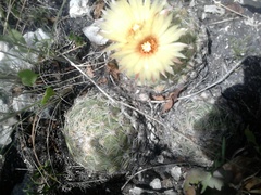 Coryphantha