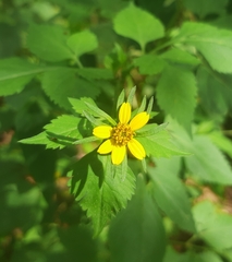 Bidens riparia