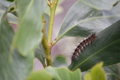 Anthela rubeola