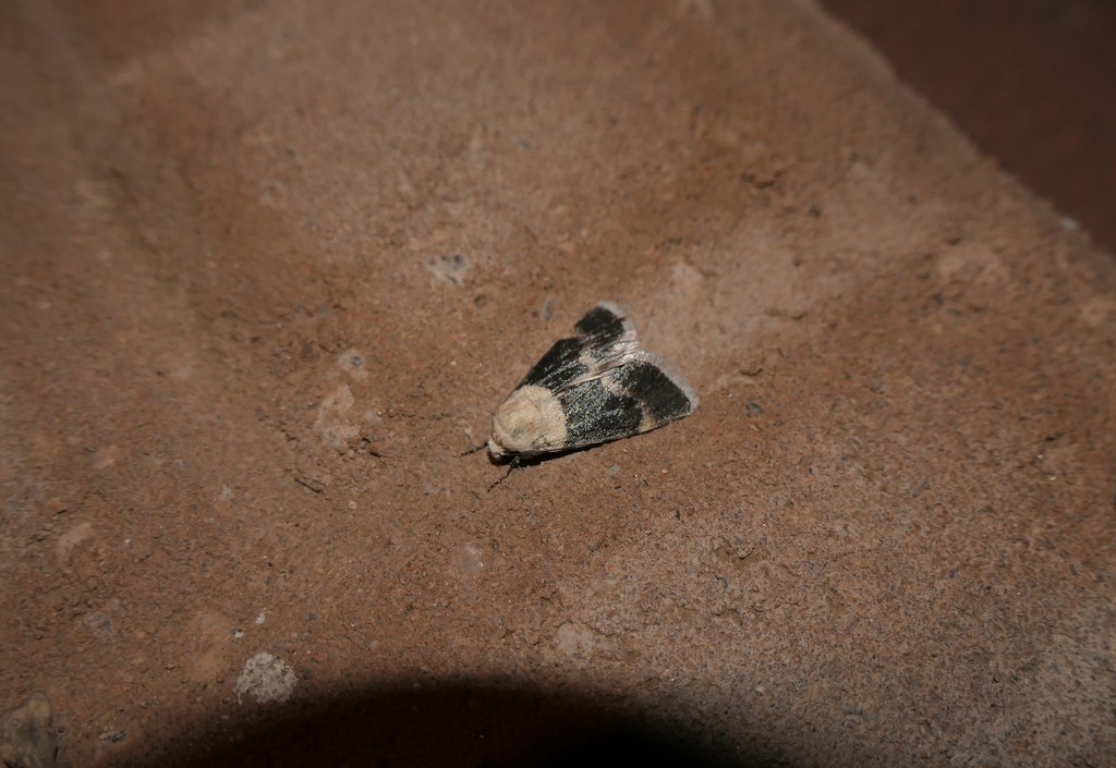 Sympistis basifugens