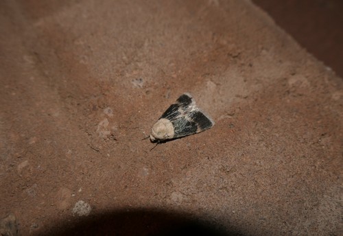 Sympistis basifugens